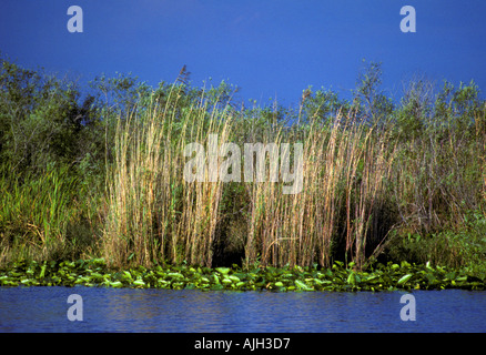 Typical eco system with water saw grasses and brush Everglades National Park Florida Stock Photo