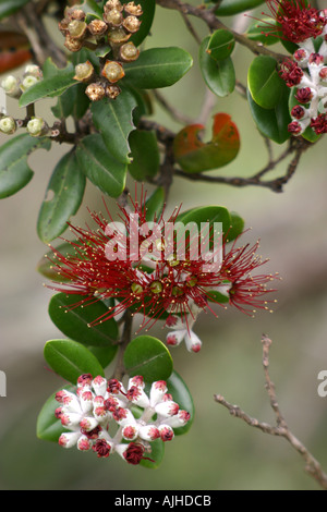 Pohutukawa tree flowering and buds North Island New Zealand Stock Photo