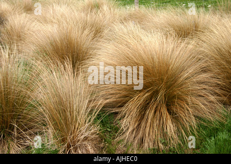 Golden red tussock grass South Island New Zealand Stock Photo