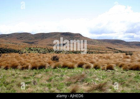 Golden red tussock Country near Mossburn South Island New Zealand Stock Photo
