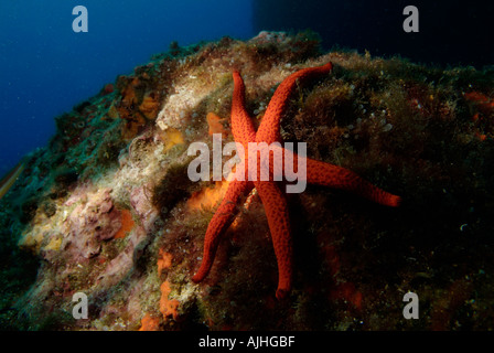 Red Starfish (Echinaster sepositus) clinging to a rock, Imperial de Terre, Riou Island, Marseille, France. Stock Photo