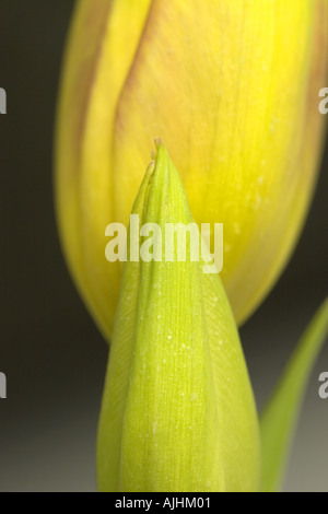 Yellow tulip in a garden at spring Stock Photo - Alamy