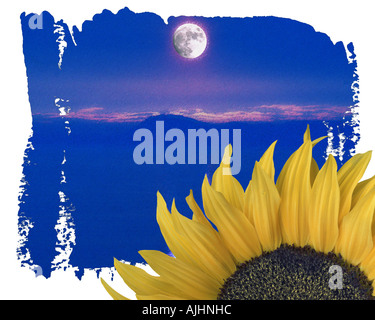 DIGITAL ART:  Sunflower & Moon Stock Photo