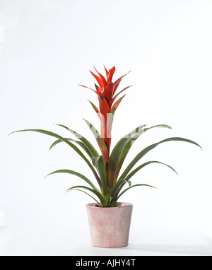 The bromeliad Guzmania Guzmania sp Stock Photo