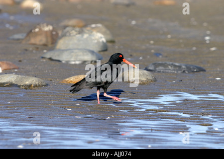 Variable Oystercatcher New Zealand Stock Photo