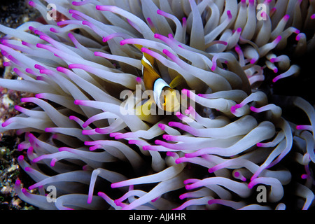 Clown anemonefish Amphiprion percula Tuamotus French Polynesia Pacific Ocean