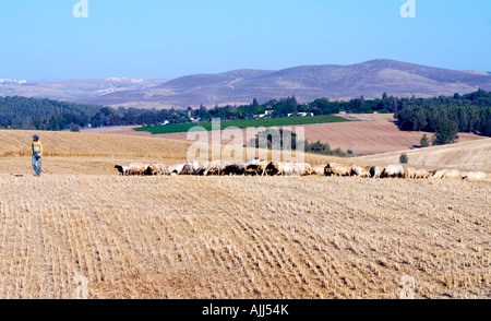Israel Negev desert Bedouin shepherd and his herd sheep Stock Photo