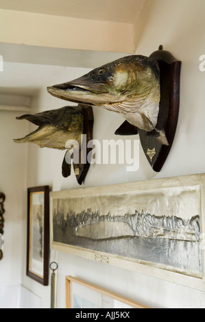 Mounted pike fish heads and framed etchings on wall of 17th century Irish castle Stock Photo