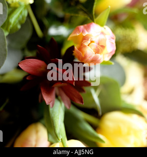 Tulip bud. Red tulip close-up. Red And Orange Tulip Flower. Macro of ...