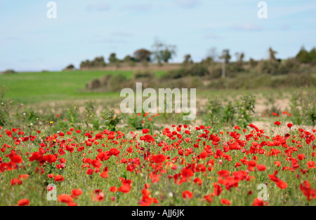 Wild poppies (Papaver rhoeas) growing in field on South Downs, Sussex, England Stock Photo