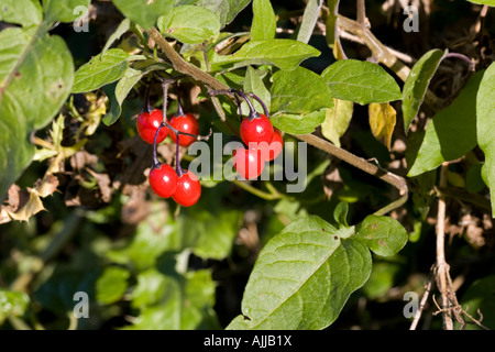 Red berries of Woody Nightshade or Bittersweet Cotswolds UK Stock Photo