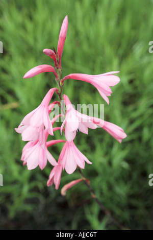 Flowering Knysna Watsonia Flower Stock Photo