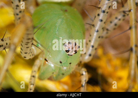 female green lynx spider closeup of face Stock Photo