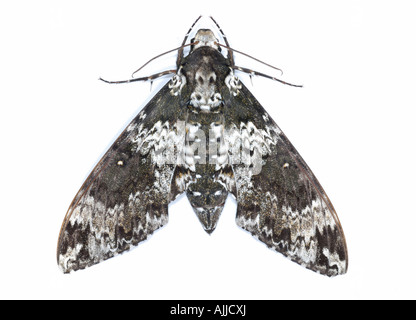 rustic sphinx moth Manduca rustica of the family Sphingidae also know as hummingbird moths or hawk moths Stock Photo