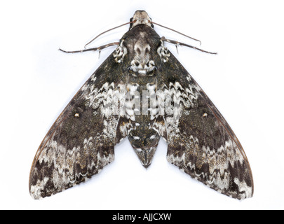 rustic sphinx moth Manduca rustica of the family Sphingidae also know as hummingbird moths or hawk moths Stock Photo