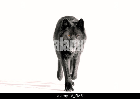 Archipelago Wolf in black color phase trotting on snow field Southeast Alaska Winter Tongass Nat Forest Stock Photo