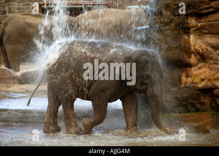 Baby Elephant Walking Under Waterfall Chester Zoo Cheshire UK Stock Photo