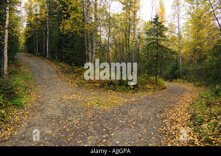 Fork in the Path through forest w fallen leaves Chugach State Park Alaska Autumn Stock Photo