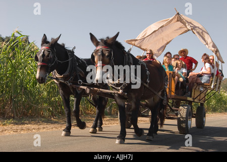 Two donkeys in harness pulling a small covered wagon full of people enjoying a day in the country. Stock Photo