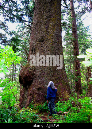 A giant 700-year old spruce tree on the west coast