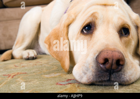Portrait of sad yellow labrador dog looking up with puppy dog eyes Stock Photo