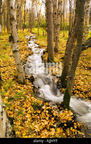 Small creek flows through autumn leaf covered forest floor Chugach State Park Eagle River Valley Alaska Southcentral Stock Photo