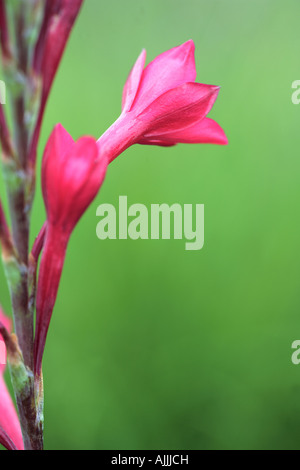 Flowering Knysna Watsonia Flower Stock Photo