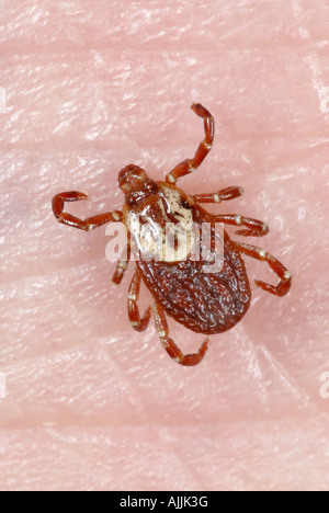 American dog tick Dermacentor variabilis Stock Photo