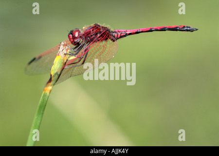 Red-veined Dropwing Dragonfly (Trithemis arteriosa) sitting, South ...
