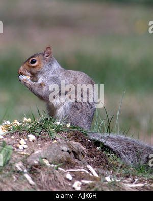 eastern gray squirrel Sciurus carolinensis feeding on popcorn in central Pennsylvania Stock Photo