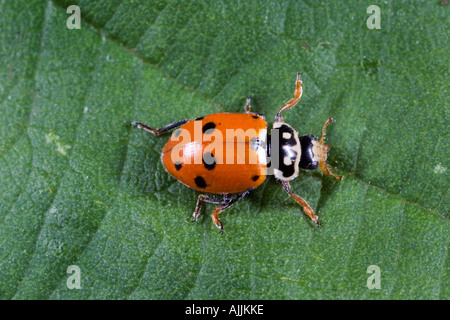 Adonis ladybird Adonia variegata on leaf showing markings and detail Potton Bedfordshire Stock Photo