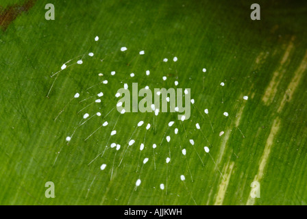 stalked eggs of lacewing insect Stock Photo - Alamy