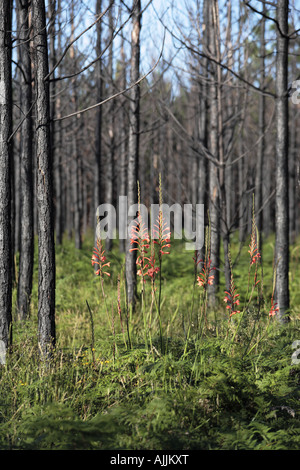 Flowering Knysna Watsonia Flower Stock Photo