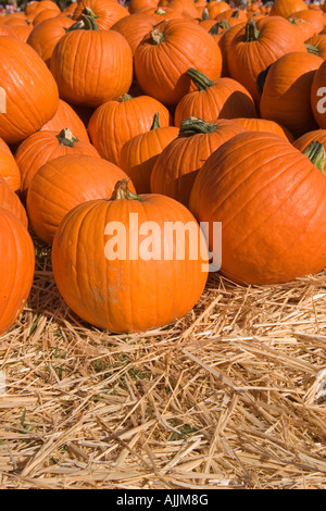Dozens of large orange pumpkins are collected in a field after harvest, on a sunny autumn day. Stock Photo