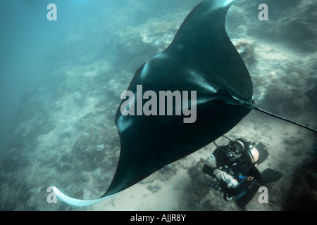 Manta ray in smoky green water of Miil Channel outgoing tide Yap Micronesia Stock Photo