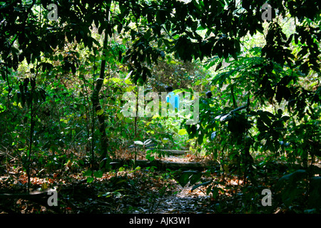 A slightly cleared area in a forest land for sightseers to move on in Kerala Stock Photo