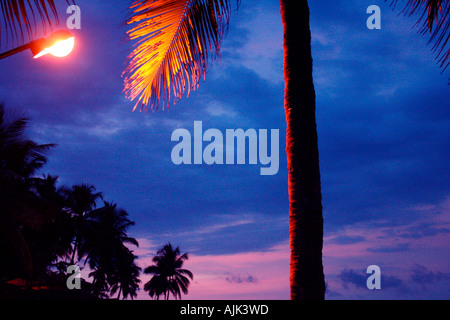 A beautiful image of coconut palms at night, Kovalam, Kerala, India Stock Photo