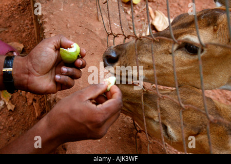 Deers reaching their heads out of the fence bar in a zoo for a bite of the tasty fruit, Kochi, Kerala, India Stock Photo