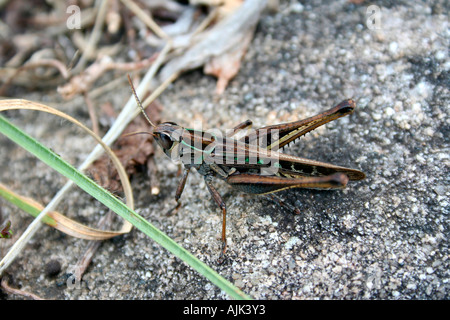 A grasshopper perched on top of a rock, Kerala, India Stock Photo