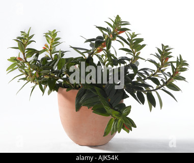 Goldfish Plant Columnea sp Stock Photo