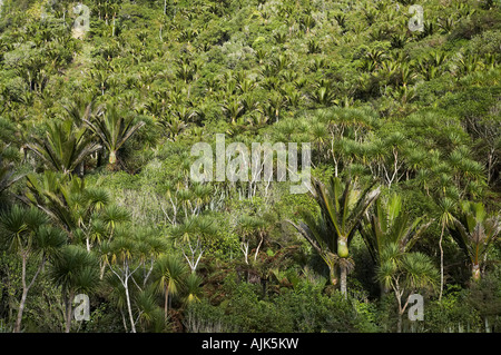 Nikau Palms and Cabbage Trees Paparoa National Park West Coast South Island New Zealand Stock Photo