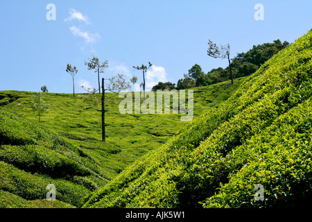 The beautiful green carpet of tea plantation in Munnar, Kerala, India Stock Photo