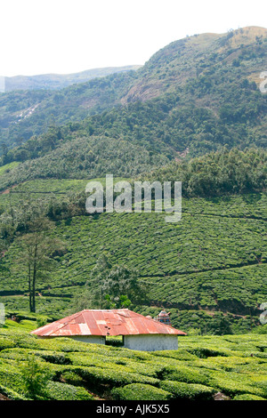 A view of Munnar tea estate, Kerala Stock Photo