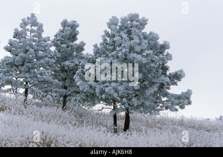 Ponderosa pines in Boulder County after a hard frost Stock Photo