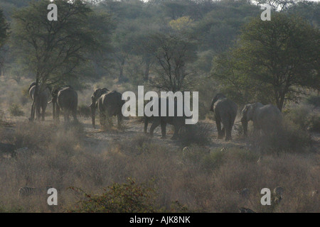 Line of elephants walking in the dust Stock Photo