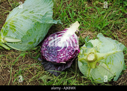 Organic red and green cabbage Stock Photo