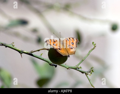 Peacock pansy butterfly (precis almana) Stock Photo