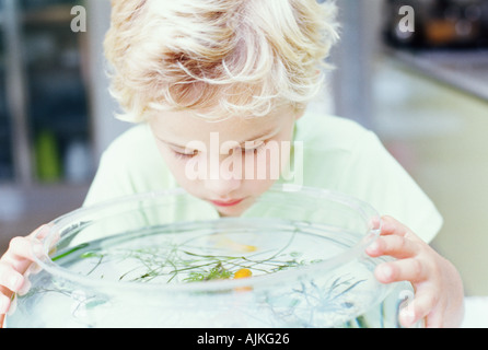 Boy looking into fish bowl Stock Photo