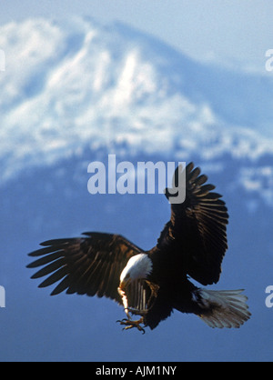 Bald Eagle with small fish in beak near Homer, Alaska Stock Photo