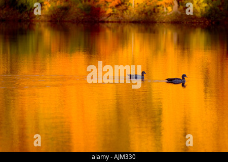 two Ducks swimming on a golden pond reflecting fall foliage Stock Photo